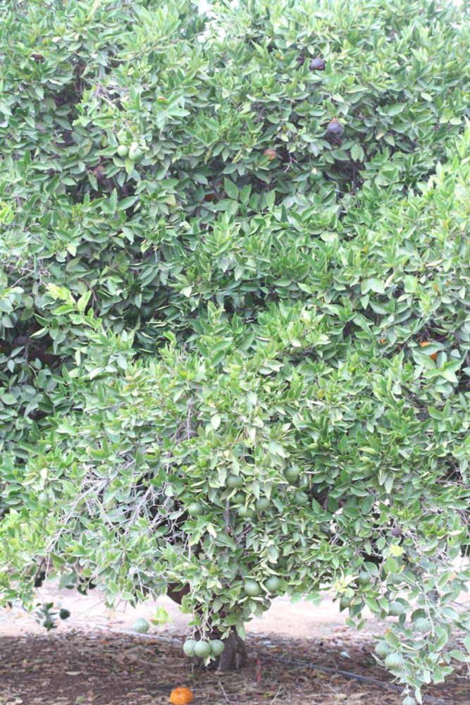            Habit (Riverside, CA)   